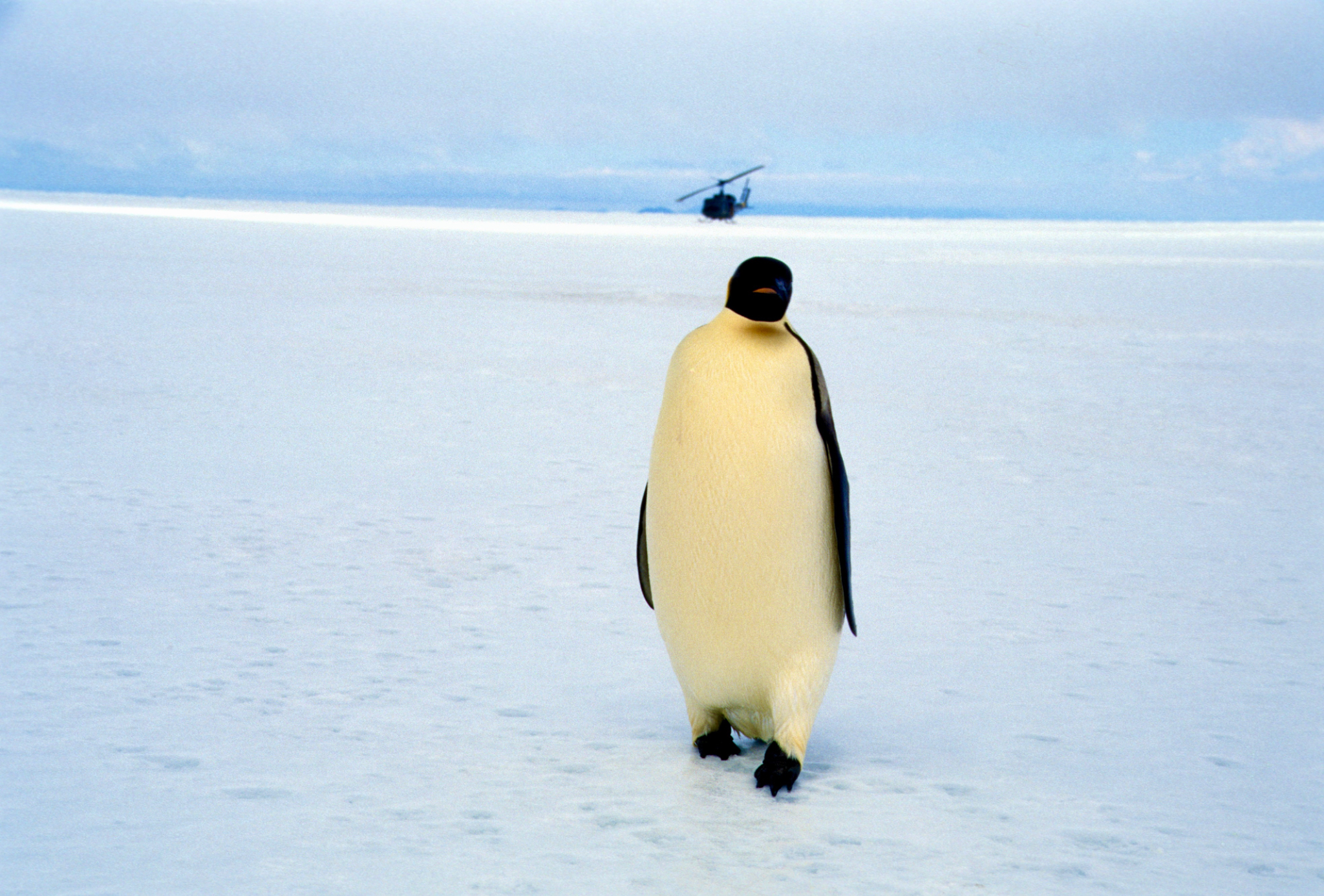 Penguin and helo